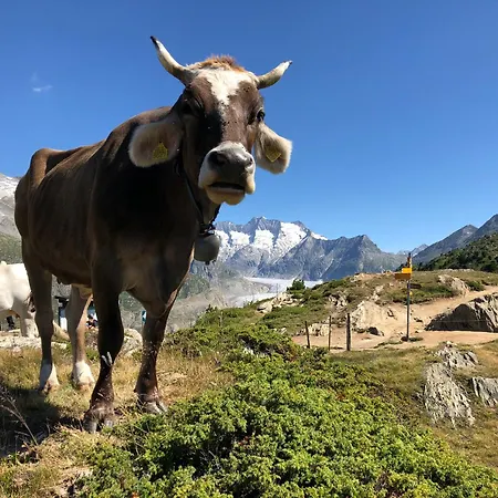 Alpenperle Appartamento